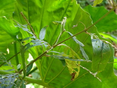 Achyranthes longifolia
