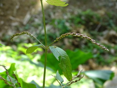 Achyranthes longifolia