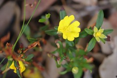 Hibbertia semipilosa
