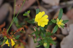 Hibbertia semipilosa