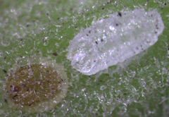 Lecanochiton actites