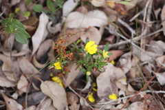Hibbertia semipilosa