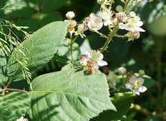 Eristalinus punctulatus