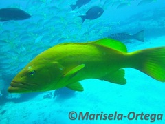 Mycteroperca rosacea