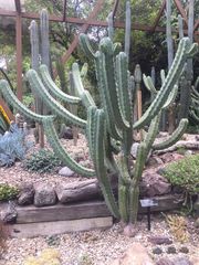 Myrtillocactus