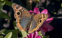 Junonia genoveva