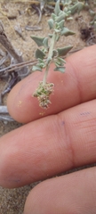 Chenopodium petiolare