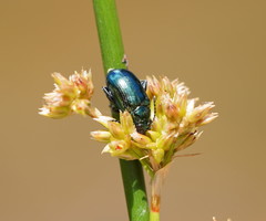 Arsipoda chrysis