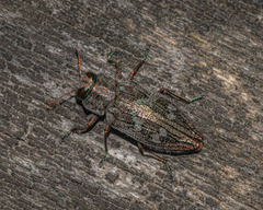 Chrysobothris femorata