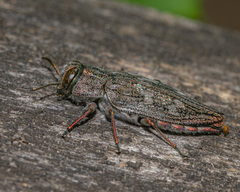 Chrysobothris femorata