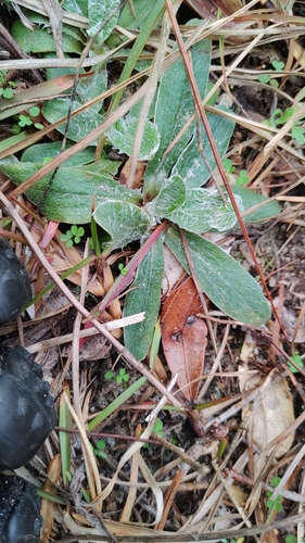 Image of Pityopsis flexuosa by (c) Scott Allen Davis, some rights reserved (CC BY)