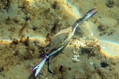 Callinectes bellicosus