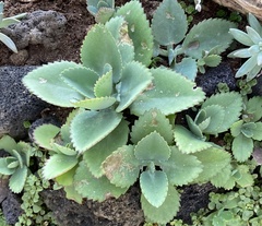 Kalanchoe fedtschenkoi