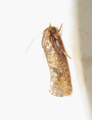 Acrolophinae