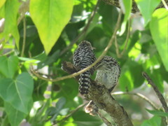 Campylorhynchus nuchalis