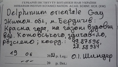 Consolida orientalis