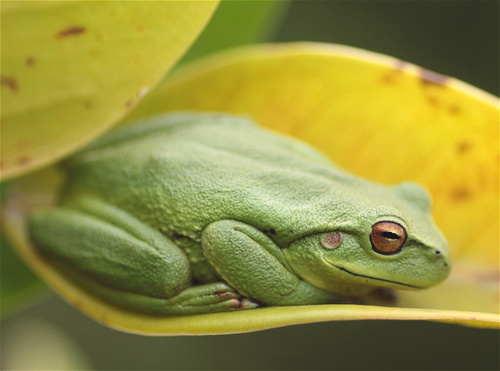 Green Dotted Treefrog, Dendropsophus molitor