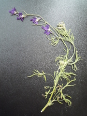 Consolida orientalis