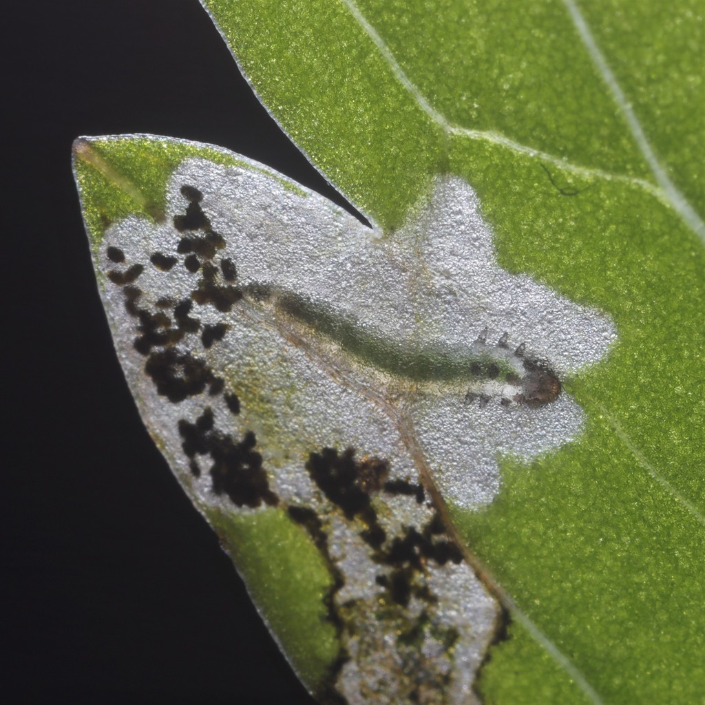 Globe-flower Sawfly