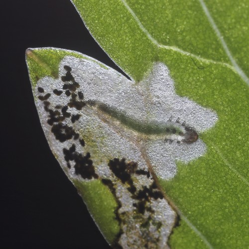 Globe-flower Sawfly