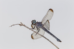 Cannaphila insularis