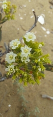 Chorizanthe frankenioides