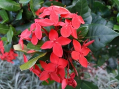 Ixora coccinea