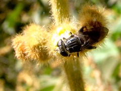 Asemosyrphus