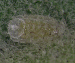 Lecanochiton actites