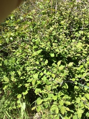 Adela septentrionella