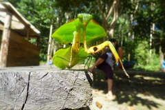 Choeradodis rhomboidea