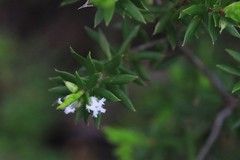 Styphelia leptospermoides