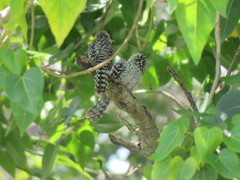 Campylorhynchus nuchalis