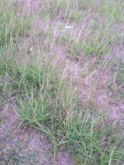 Dichanthium annulatum