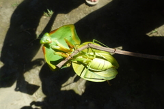 Choeradodis rhomboidea