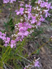 Dicerandra frutescens subsp. thinicola image