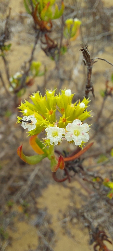 Chorizanthe frankenioides