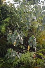 Mallotus paniculatus