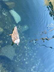 Anas platyrhynchos