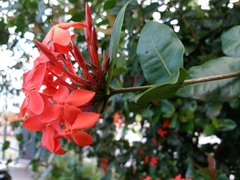 Ixora coccinea