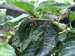 Anolis aequatorialis