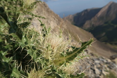 Cirsium glabrum