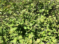 Adela septentrionella