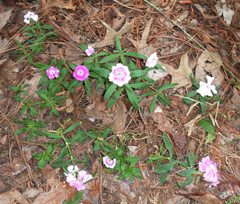 Dianthus chinensis × barbatus