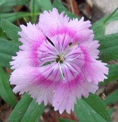 Dianthus chinensis × barbatus