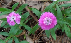 Dianthus chinensis × barbatus