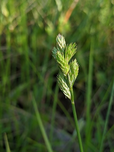 Carex longii