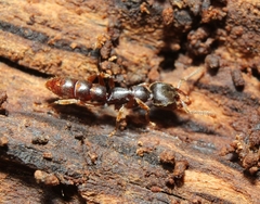 Stigmatomma pallipes