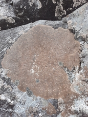 Placopsis perrugosa
