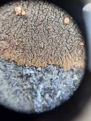 Placopsis perrugosa